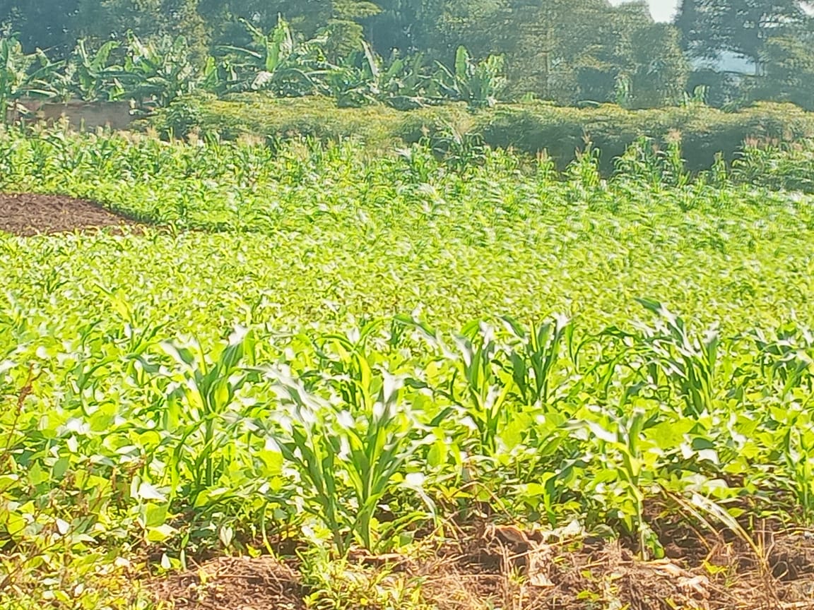 Farmers training on sustainable agriculture