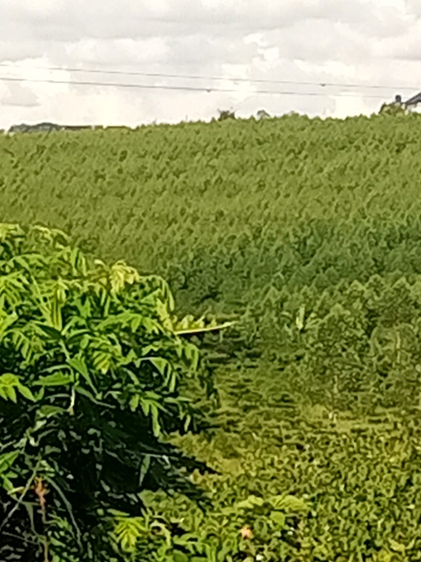 Harvesting season success